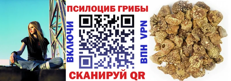 Купить где  Белорецк  Псилоцибиновые грибы мицелий 
